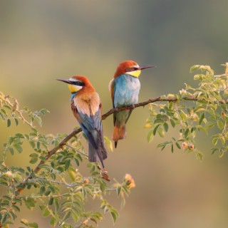 Relaxing Bird Sound in Nature