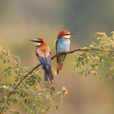 Relaxing Bird Sound in Nature 6 ft. NiceNatureNoises & cloudcity | Boomplay Music