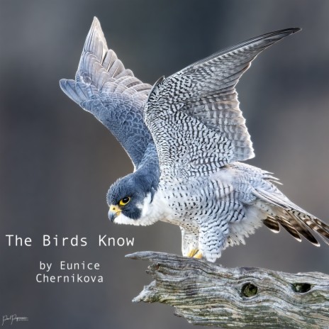 The Birds Know | Boomplay Music