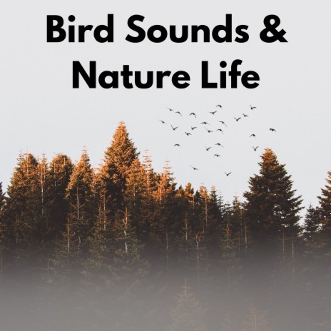 Soothing Birds in the Forest ft. Animal and Bird Song & Calm Bird Sounds | Boomplay Music