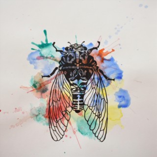 Cicada