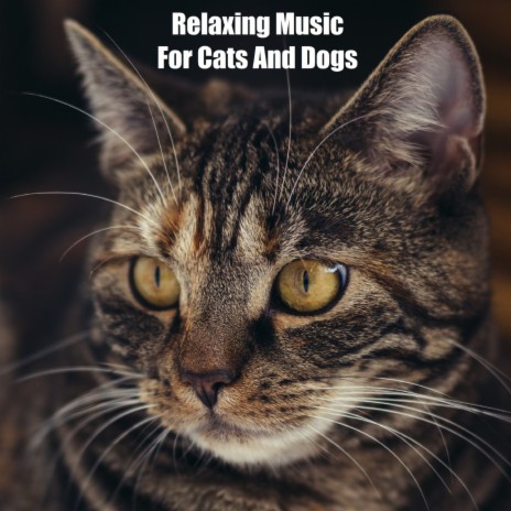 Calming music for cats best sale and dogs