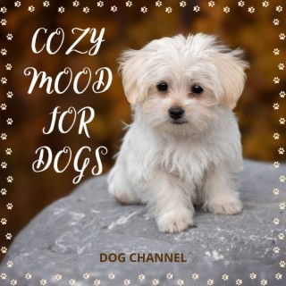 Cozy Mood for Dogs