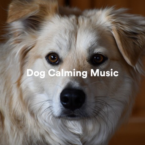 Disappear ft. Dog Calming Music | Boomplay Music