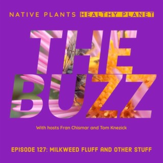 The Buzz - Milkweed Fluff and Other Stuff