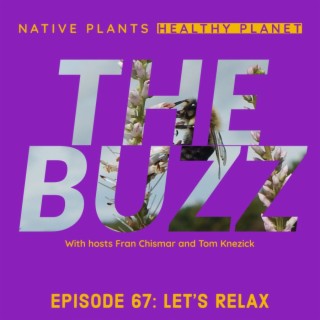 The Buzz - Let’s Relax
