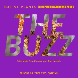 The Buzz - Take Two, Catkins!