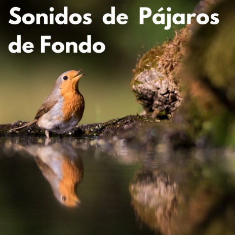 Sonidos de Pajaros en el Bosque, Pt. 08 ft. Sonido y Cantos de Pajaros & Sonidos De Aves | Boomplay Music