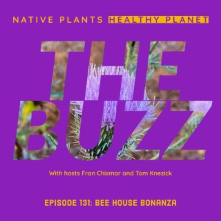 The Buzz - Bee House Bonanza