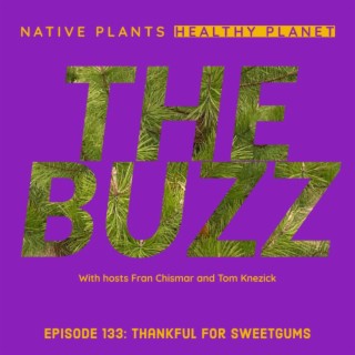 The Buzz - Thankful for Sweetgums
