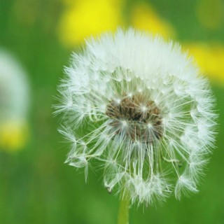 Dandelion