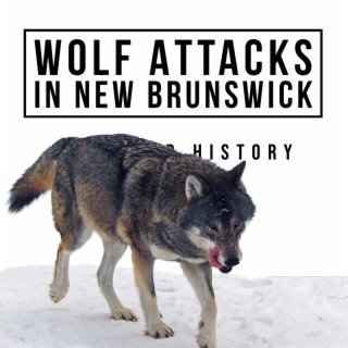 Wolf Attacks in New Brunswick