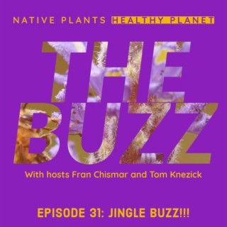 The Buzz - Jingle Buzz!!!