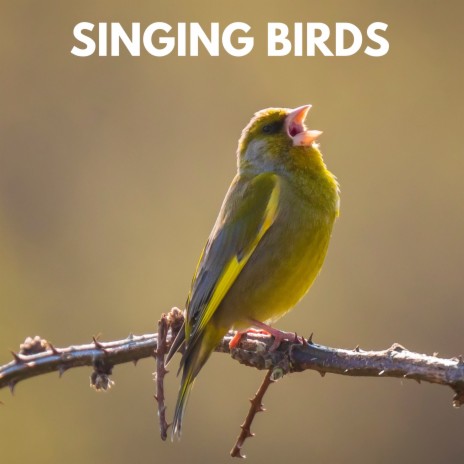 Calming Garden Bird Recording ft. Calming Bird Sounds & Nature And Bird Sounds | Boomplay Music