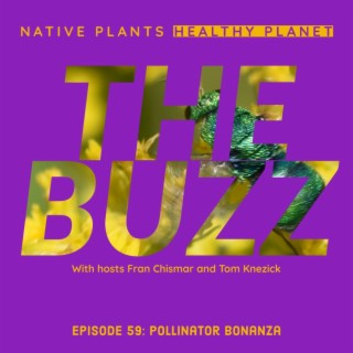The Buzz - Pollinator Bonanza