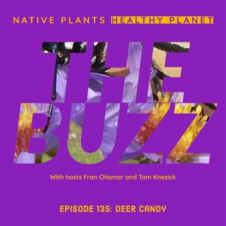 The Buzz -Deer Candy