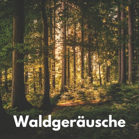 Im Rausch der Natur ft. Naturgeräusche und Vogelgezwitscher & Regen Vögel | Boomplay Music