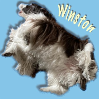 Winston