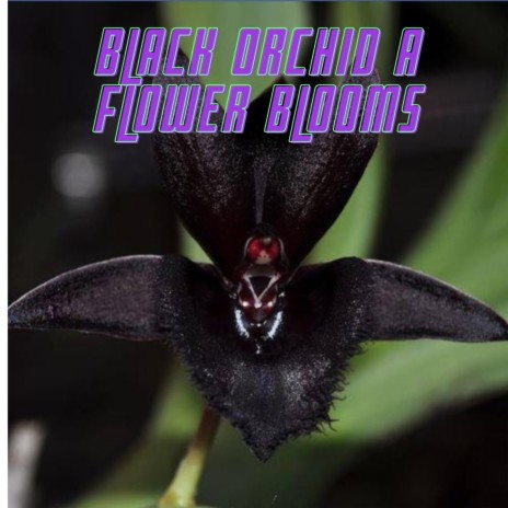 BLACK ORCHID A FLOWER BLOOMS