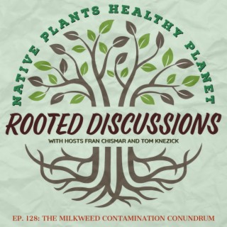 Rooted Discussions - The Milkweed Contamination Conundrum