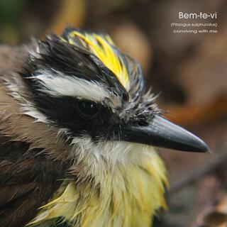 Bem-te-vi (Pitangus sulphuratus)