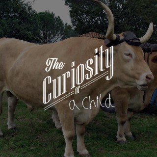 26:  Oxen, more than just ‘unintact bulls’