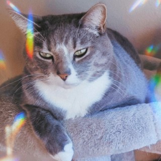 only sad songs for meow