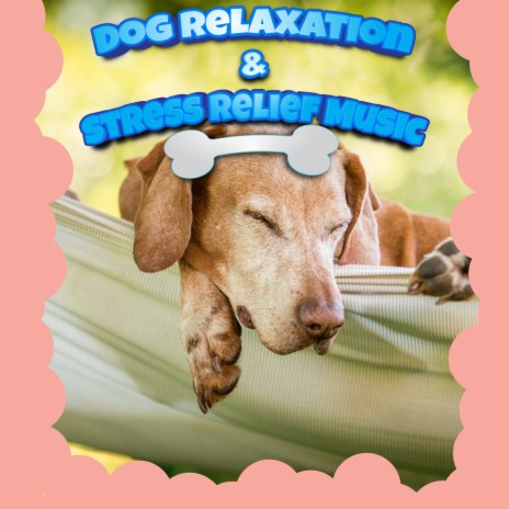 Dog stress discount relief music