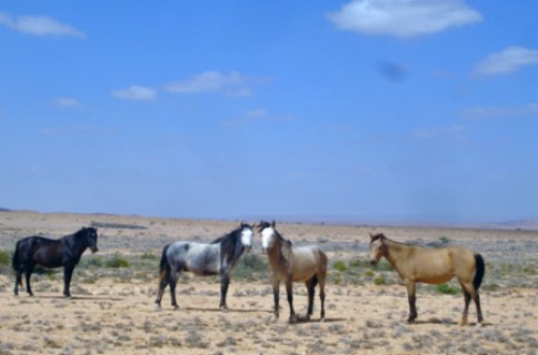 Horse Slayings: Is there an American "Bush Meat" Trade? Horse Terror Killings?