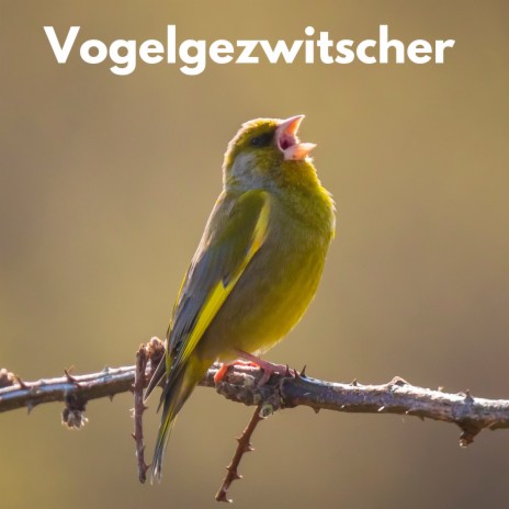 Frühlingserwachen ft. Naturgeräusche und Vogelgezwitscher & Regen Vögel | Boomplay Music