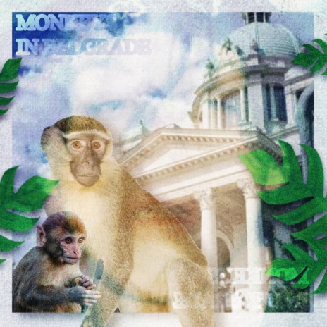 Monkeys in Belgrade | Boomplay Music