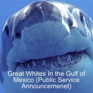 Great Whites In the Gulf of Mexico (Public Service Announcemenet)