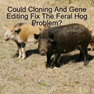 Could Cloning And Gene Editing Fix Feral Hog Problem?