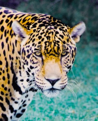 Jaguar Revival Episode 2: Jaguars In Mexico With Dr. Rodrigo Medellin