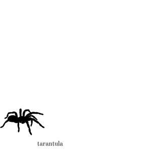 tarantula