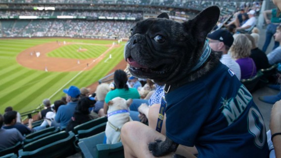 Season 5 Episode 38: MLB Dog Days of August