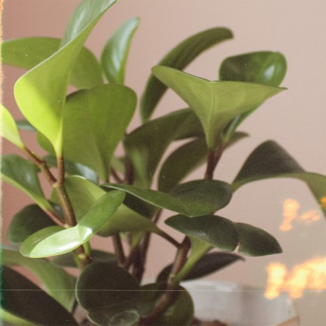 Peperomia | Boomplay Music