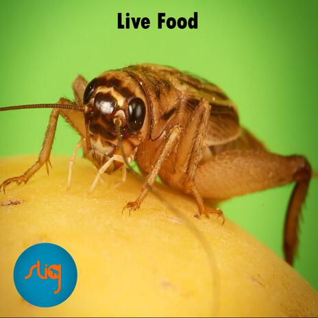 Live Food (Live) | Boomplay Music