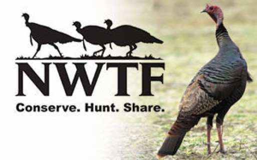 A Virtual Showcase For Wild Turkey Conservation