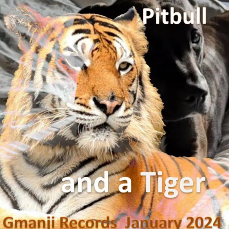 Pitbull and a Tiger