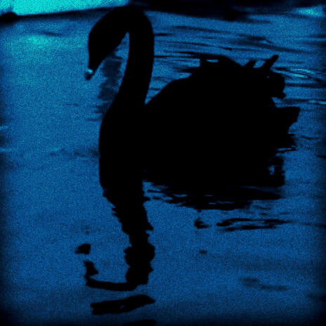 black swan | Boomplay Music