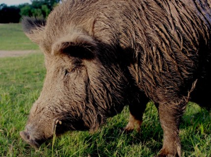 Hog Attack!: Man Attacked By Boar-Saved By Dog!