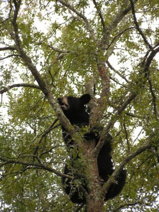 Black Bears in East Texas:  Past, Present and Future Routes To Recovery