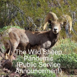 The Wild Sheep Pandemic (Public Service Announcement)