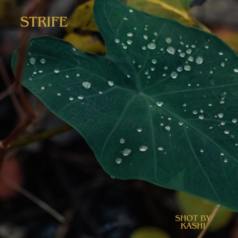 Strife | Boomplay Music