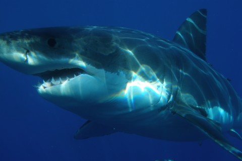 Jaws in Texas: Great White Shark Off Texas Coast, Expanding Gulf Populations & The "Jaws Effect"