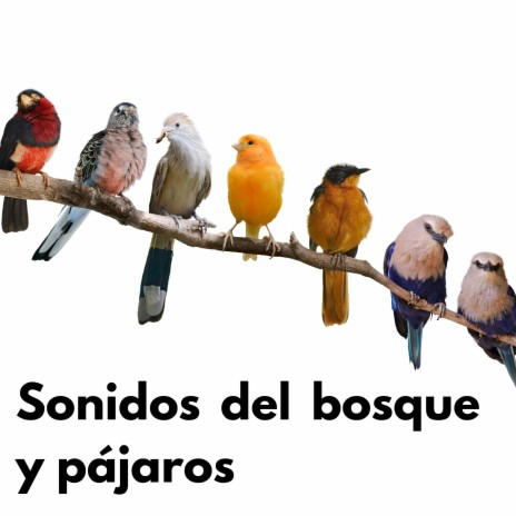 Sonidos de Aves ft. Descansa & Pájaros del Bosque | Boomplay Music