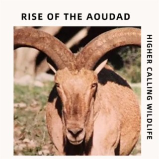 Rise of The Aoudad