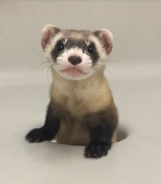The Cloning Of The Black-Footed Ferret