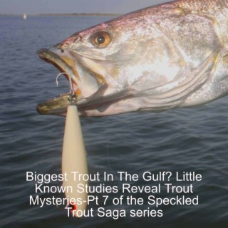 Biggest Trout Live In The Gulf? Little Known Studies Reveal Trout Mysteries-Pt 7 of the Speckled Trout Saga series